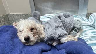 Local News - MSPCA Seeks Info And Donations For Emaciated Stray Dog Found In Dorchester