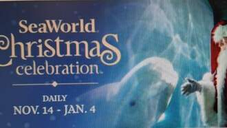 Two Ways To Win A Family Four Pack of Tickets To Sea World This Week