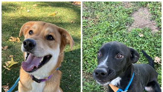  The Edge Pet of The Week 11/17