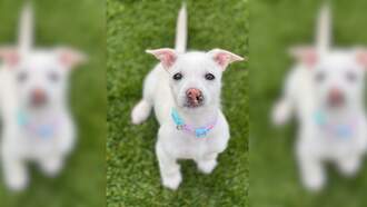 SPCA Pet Of The Week: Romy!