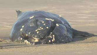 Whale Stranded Alive Euthanized