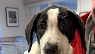 Pet Of The Week...Kip