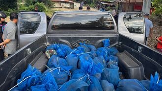 Thai Authorities Seize 81 Monkeys in Sizeable Smuggling Bust