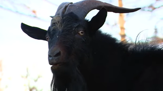 Detroit Man Jumps on Car to Escape Runaway Goat Named 'Smokey'