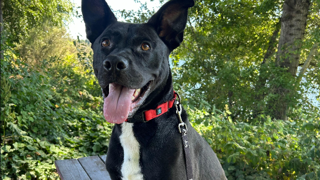 Laura's ODR Dog of the Week: Buddy!