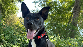 Laura's ODR Dog of the Week: Buddy!