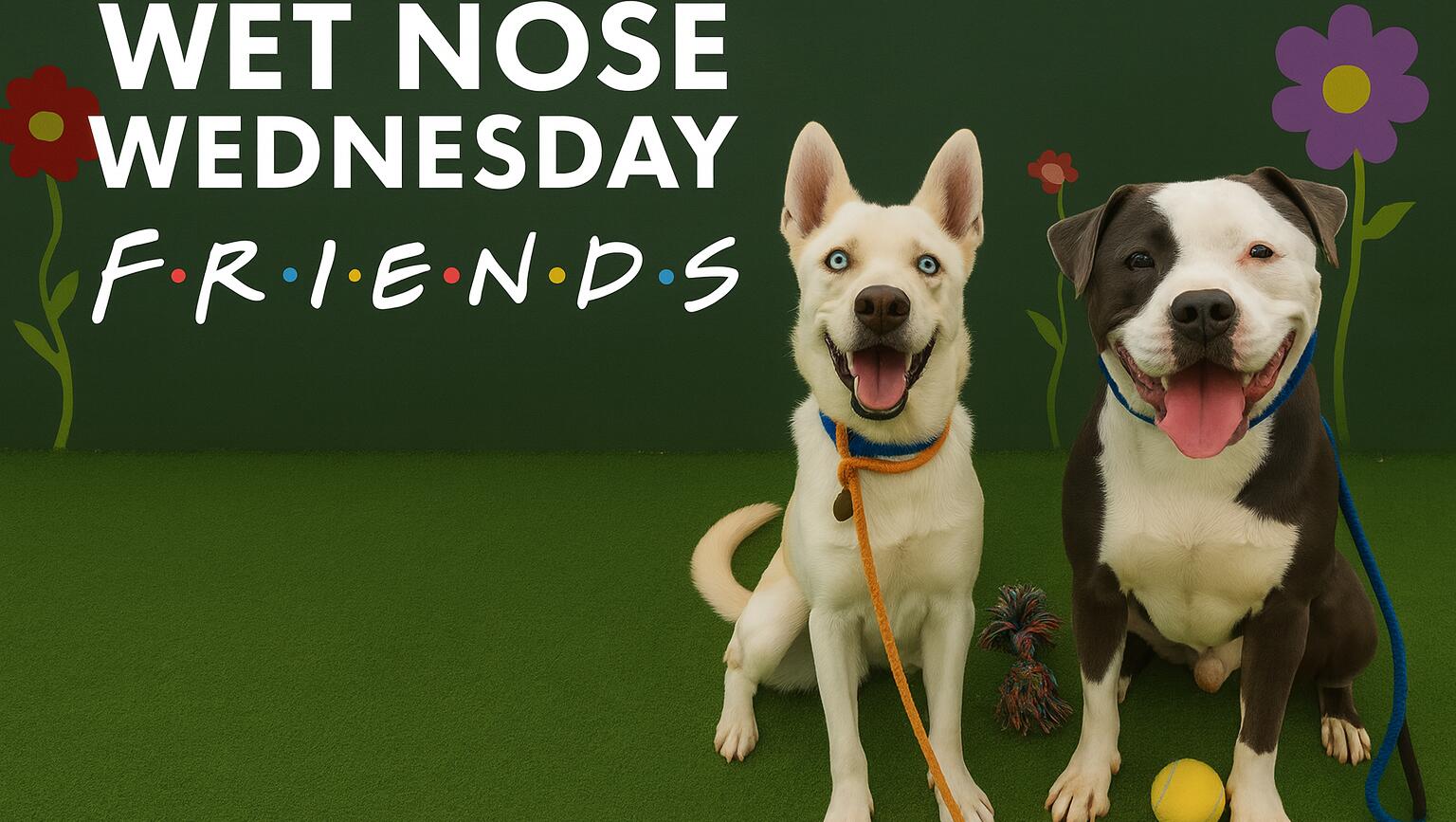 Add A Plus One To Your Friendsgiving This Year… And Make It A Furry One! 