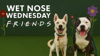 Add A Plus One To Your Friendsgiving This Year… And Make It A Furry One! 