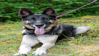 Meet the CT Humane Society's Adoptable Pet of the Week: Lady J