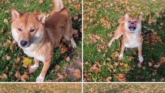 Pay It Forward For Pets - Sakura 