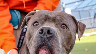 Andi's Adoptables: Meet Bugs Bunny!