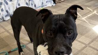 Andi's Adoptables: Meet Mullet!