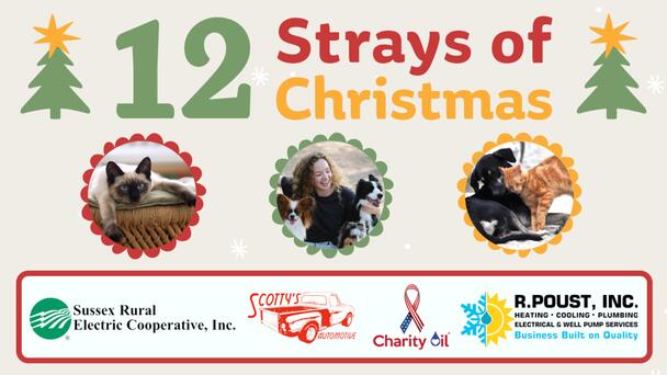 Let's Help Pets Find Their Fur-Ever Home This Holiday Season