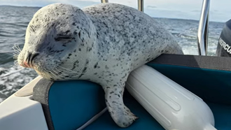 Young Seal Jumps on Boat to Escape Pod of Killer Whales