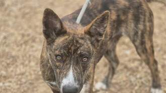 The Morning Show with Swami, Skyler and Mahoney - Animal Welfare Dog of the Week 11/20 - Gretel