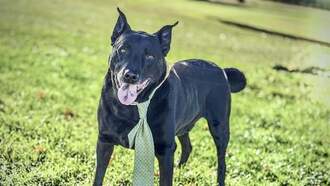 The Morning Show with Swami, Skyler and Mahoney - Animal Welfare Dog of the Week 11/20 - Street