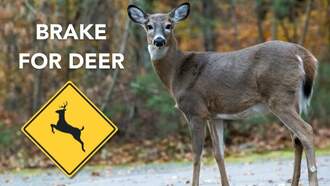 Dedham Police Issue Warning About Deer Collisions During Mating Season