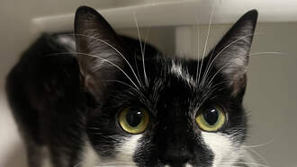 WDSD's Best Buddy: Meet Melon