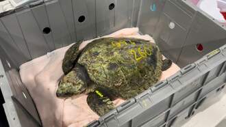 The Sea Turtle Hospital In Quincy Helps Care For Cold Stunned Sea Turtles