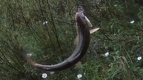 Free Fishing Days After Thanksgiving