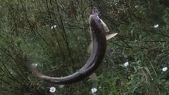 Local News - Free Fishing Days After Thanksgiving