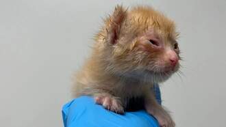 SSOTD: Homeward Bound Cat Adoptions Launches $10K Giving Tuesday Match