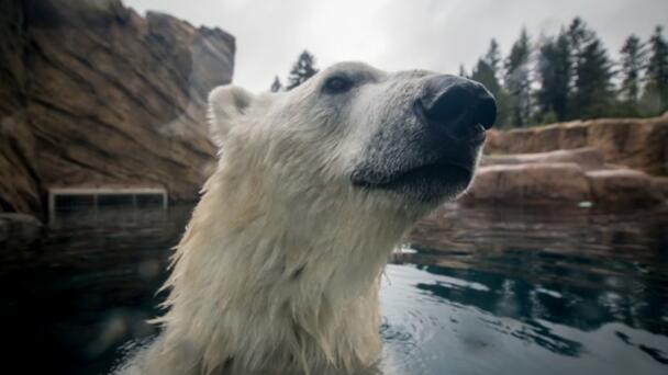 Last Day To See Nora November 30