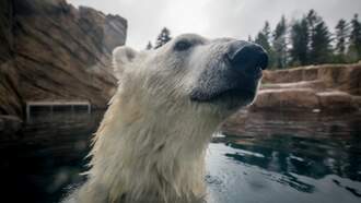 Last Day To See Nora November 30