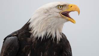 Bald Eagle Drops Cat Through Windshield of Car on North Carolina Highway