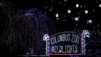 The Boxer Show - The Magic of Wildlights is BACK at The Columbus Zoo & Aquarium!