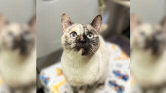 SPCA Pet Of The Week: Pretty Girl!