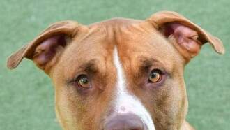 Winston is this week's Featured Furry Friend from the Cleveland APL!