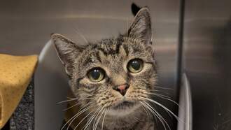 Andi's Adoptables: Meet Debbie!