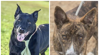  The Edge Pet of The Week 11/24