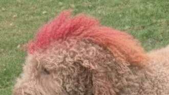 Pay It Forward For Pets - David Bowie