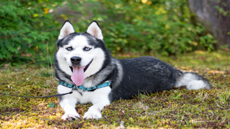 Meet the CT Humane Society's Adoptable Pet of the Week: Lobo