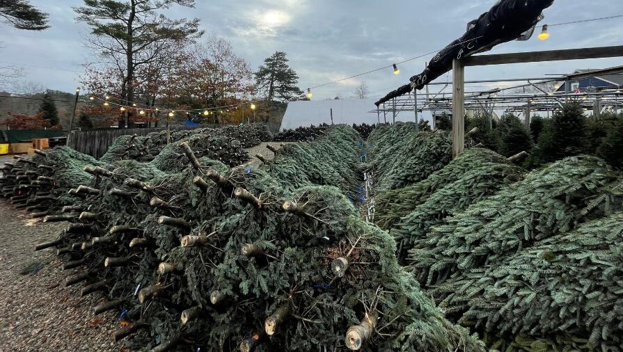 Considering a Live Christmas Tree this year?