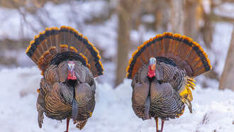 Adopting Turkeys For Thanksgiving Instead Of Eating Them! #TrendAlert 