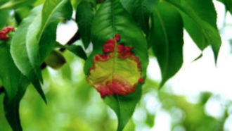 Peachy Time to Deal with Leaf Curl