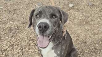 Animal Welfare Dog of the Week 11/27 - Cameron
