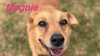 Animal Welfare Dog of the Week 11/27 - Magpie