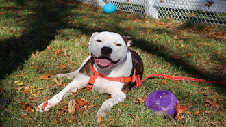 Meet the CT Humane Society's Adoptable Pet of the Week: Nova