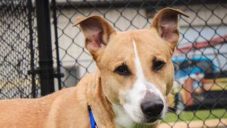 WDSD's Best Buddy: Meet Cody