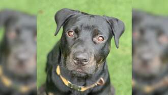 SPCA Pet Of The Week: Bella!