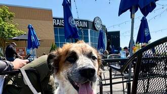 The 12 Floofs of Christmas! (from the WI Humane Society)