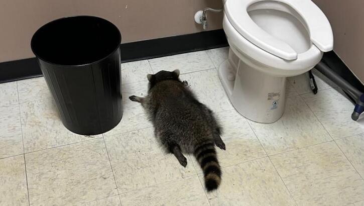 Drunk Raccoon Passes Out in Liquor Store Bathroom After Ransacking Business