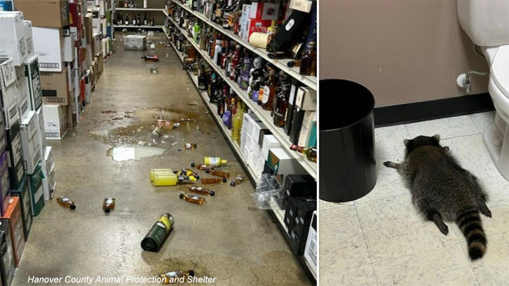 Drunk Raccoon Passes Out in Virginia Liquor Store Bathroom After Ransacking Business