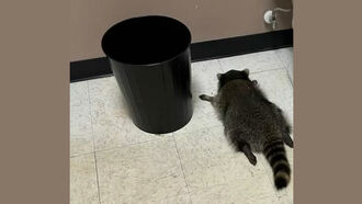 Drunk Raccoon Passes Out in Virginia Liquor Store Bathroom After Ransacking Business