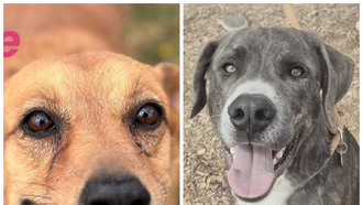  The Edge Pet of The Week 12/1