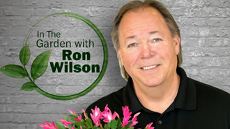 Plant of the Week - Christmas Cactus